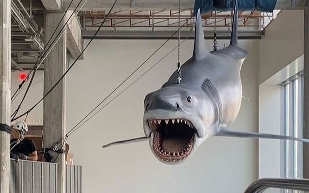 ABD'de Jaws filminde kullanılan dev köpekbalığı yenilendi