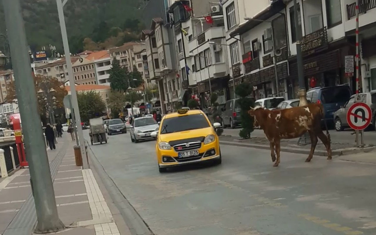 Amasya'da boğa sahibinden kaçıp trafiği birbirine kattı! İşte o anlar