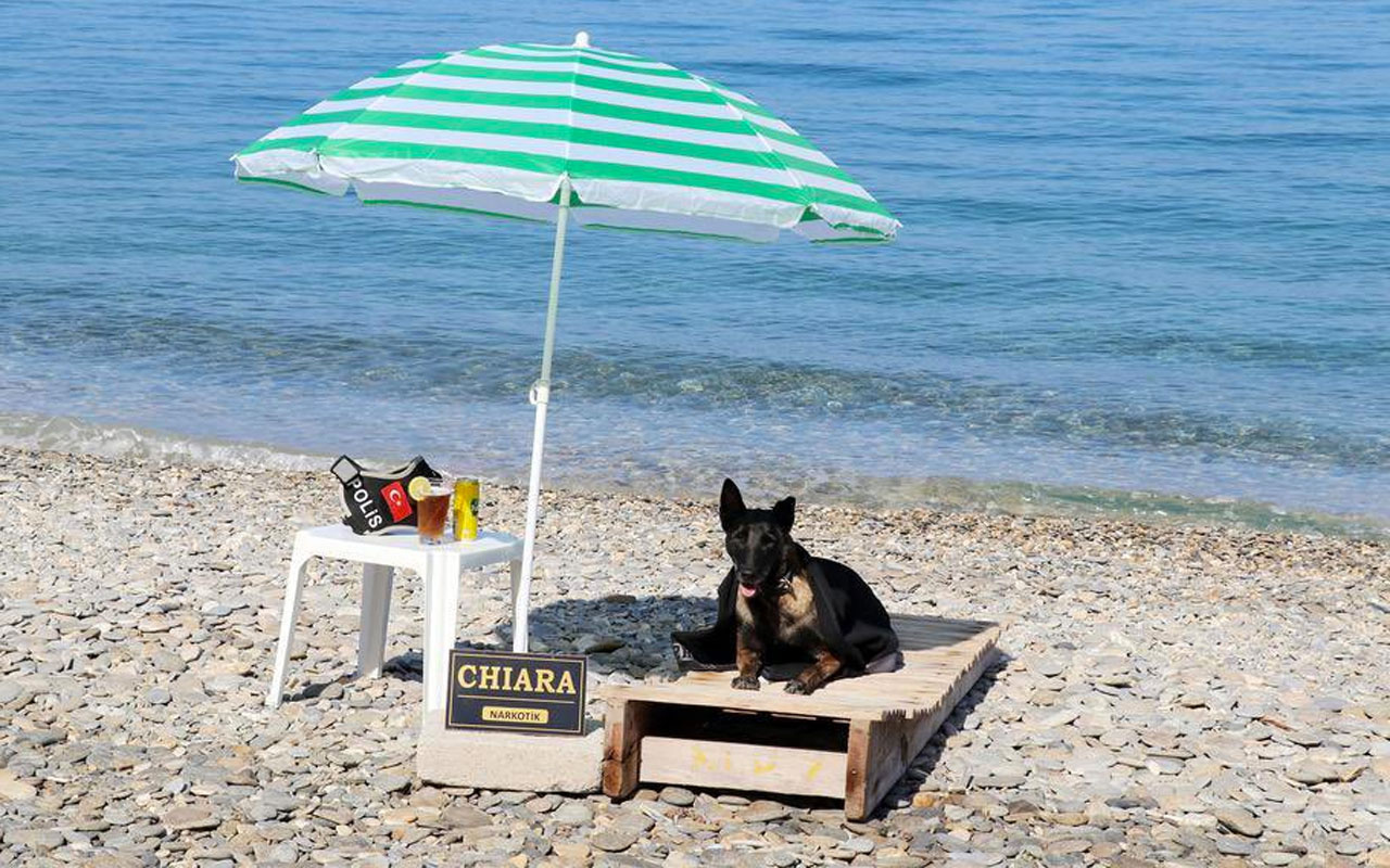 Narkotik köpeği Çayra emekli oldu! Sahilden fotoğraf paylaştılar