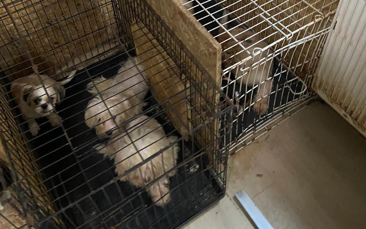 Ankara'da uygunsuz koşullarda tutulan 68 köpek bulundu