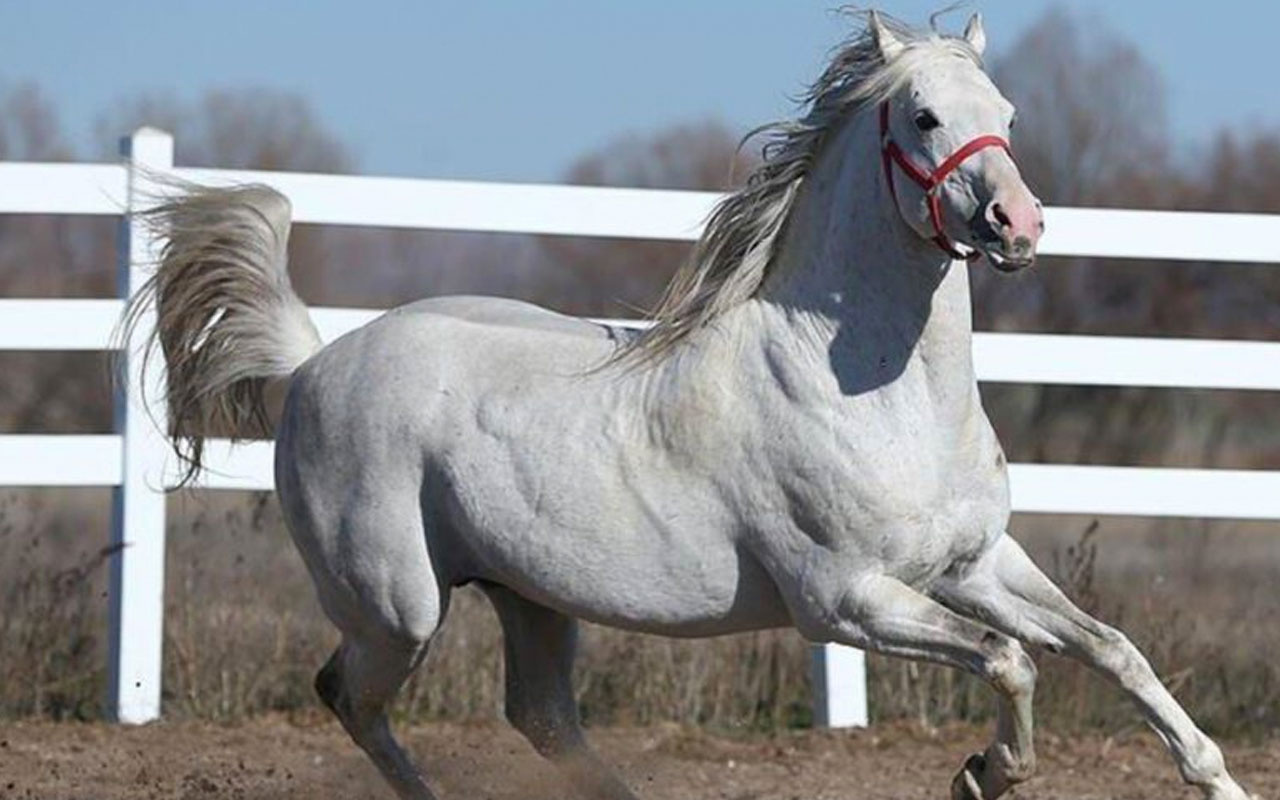 Katarlılar şampiyon atların spermlerini de satın aldı