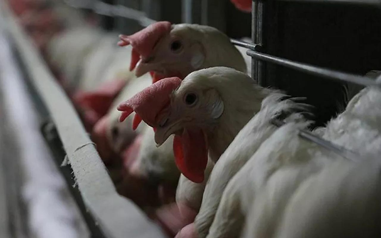 Dünyanın ilk 'temiz eti' piyasaya sürülüyor! Laboratuvarda üretilen tavuk eti satılacak