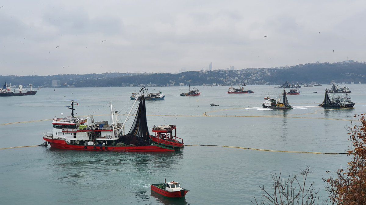 İstanbul Boğazı'nda ürküten görüntü! Gırgırlar kıyıda balık katliamı yapıyor