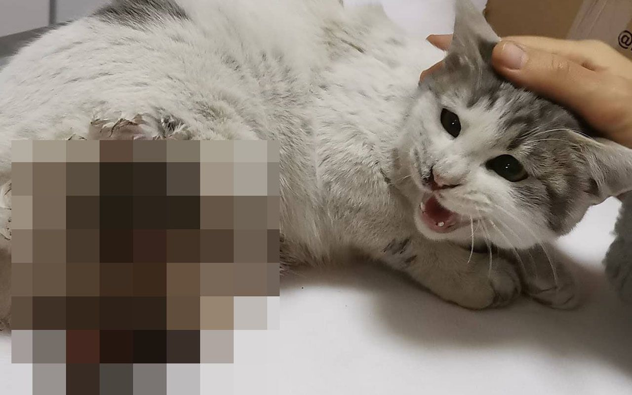 Büyü için kedilerin patilerini kesiyorlar! Diyarbakır'daki olaya Haluk Levent sessiz kalmadı