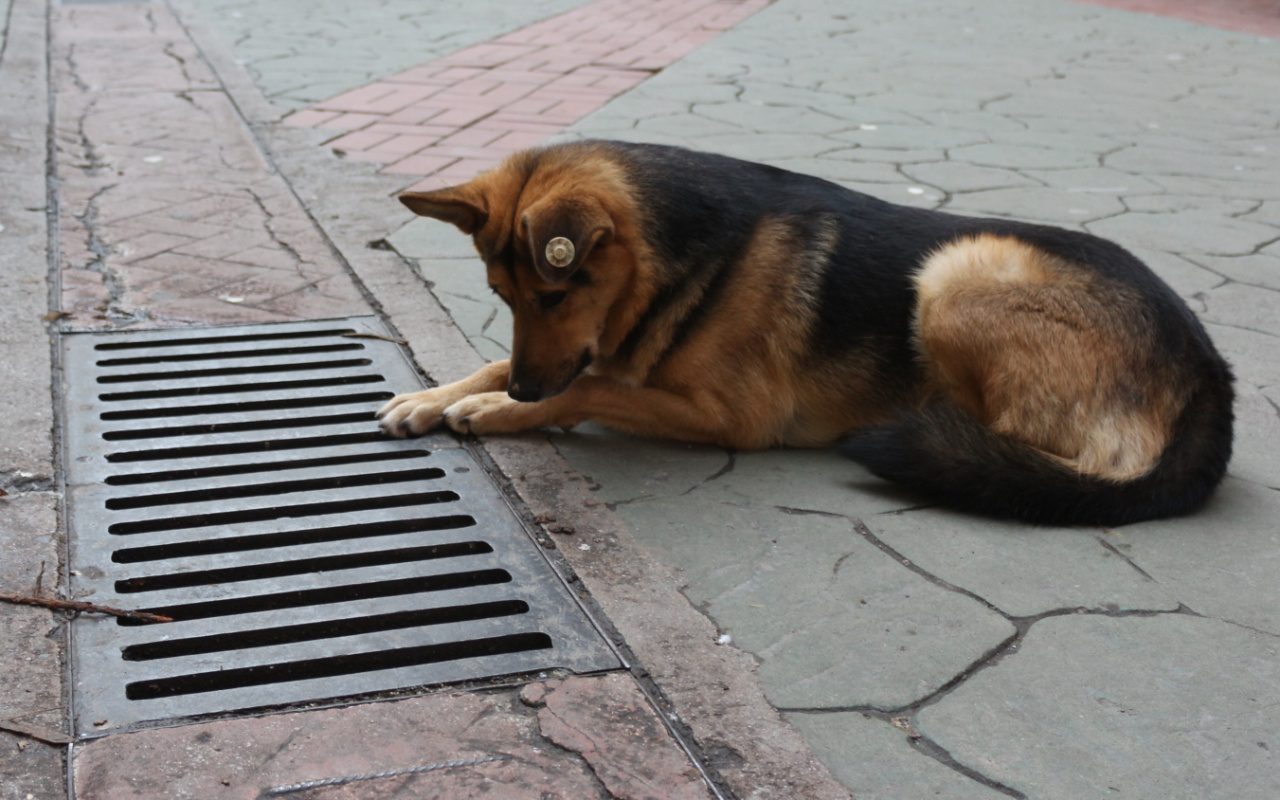 Kocaeli'de bu köpek fenomen haline geldi! Her gün aynı yere bakıyor