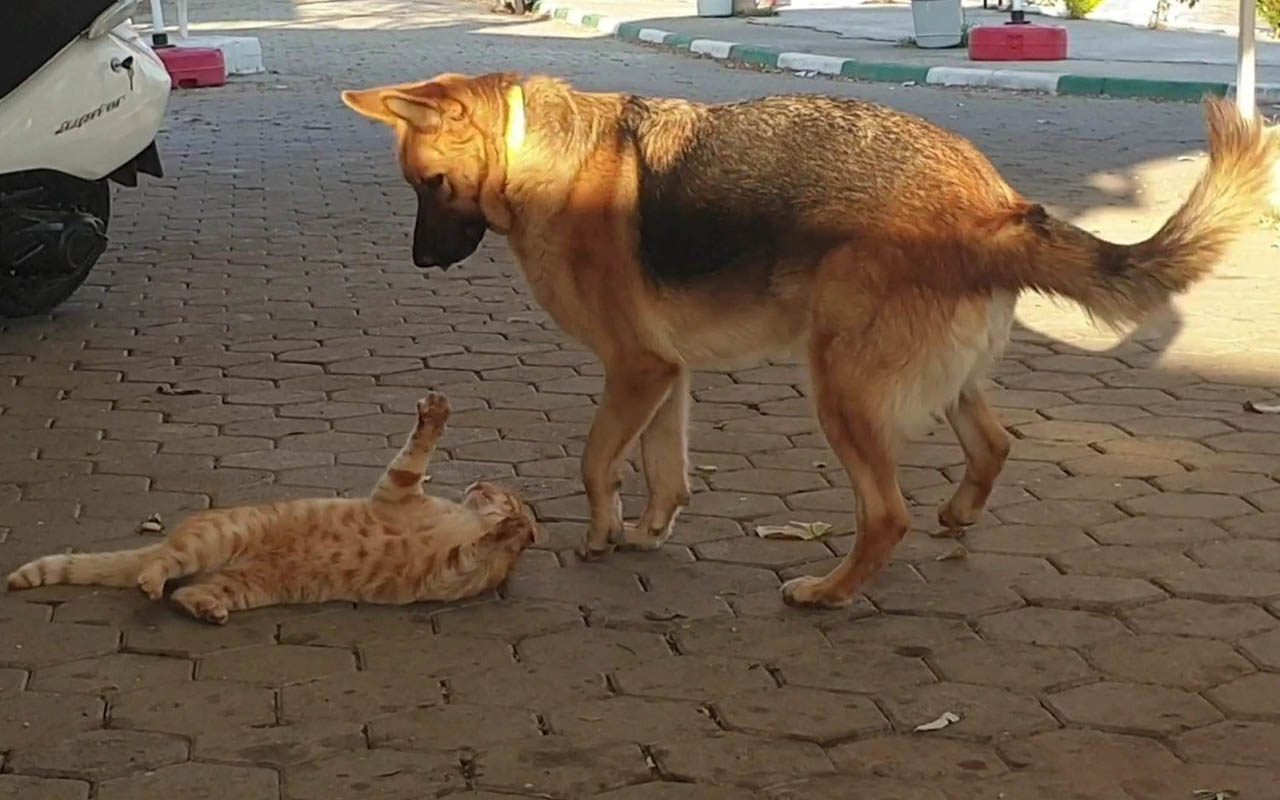 Bursa'daki kedi köpeğin videosunu izleyenler şaşkına döndü