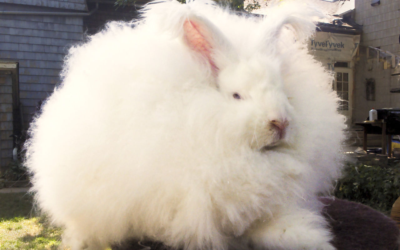 Fransa'da Ankara tavşanları için eylem düzenlendi