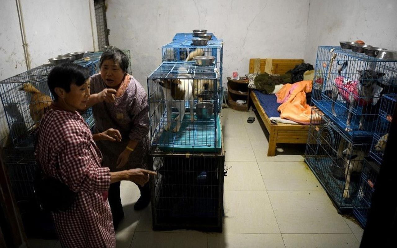 Çinli kadın 1300 köpekle evde yaşıyor! Her şey 20 yıl önce başladı