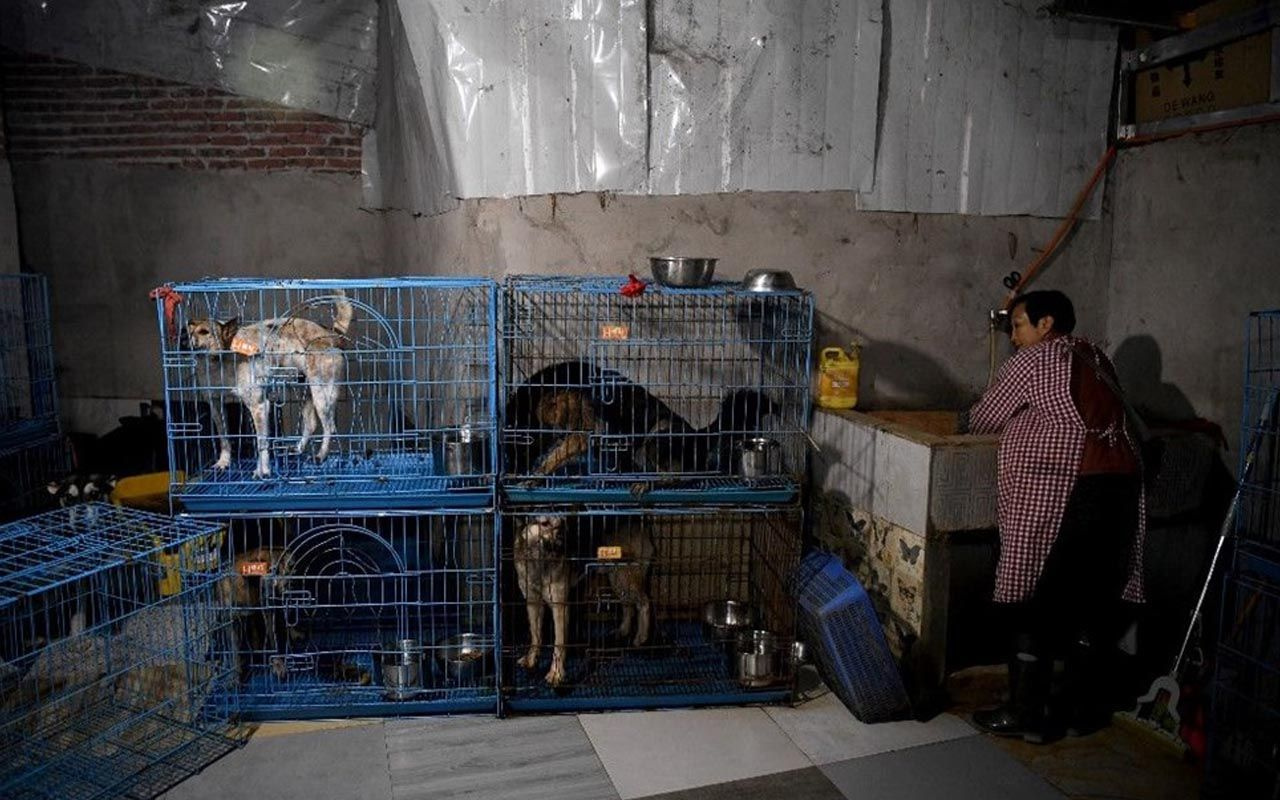 Çinli kadın 1300 köpekle evde yaşıyor! Her şey 20 yıl önce başladı