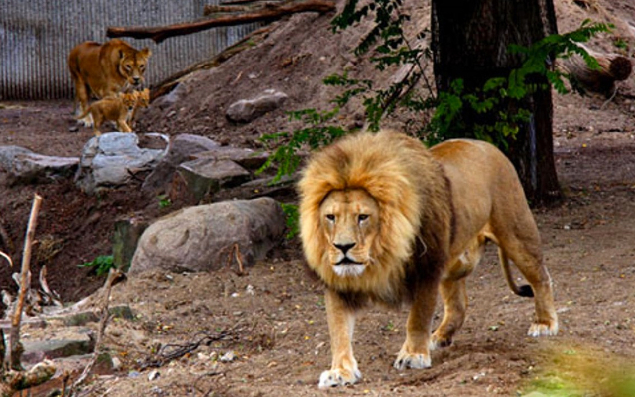 İspanya'da hayvanat bahçesindeki 4 aslanın koronavirüs testleri pozitif çıktı