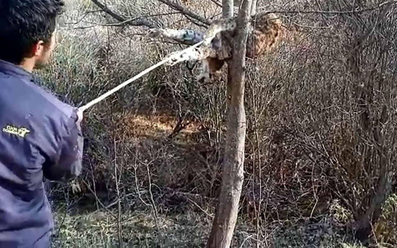 Bunu yapan insan olamaz! Sivas'ta doğada nadir görülüyordu