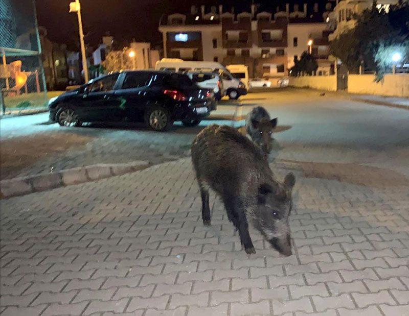 Marmaris'te halk tedirgin önceden tek tük görülüyordu şimdi sürüler halinde geliyorlar