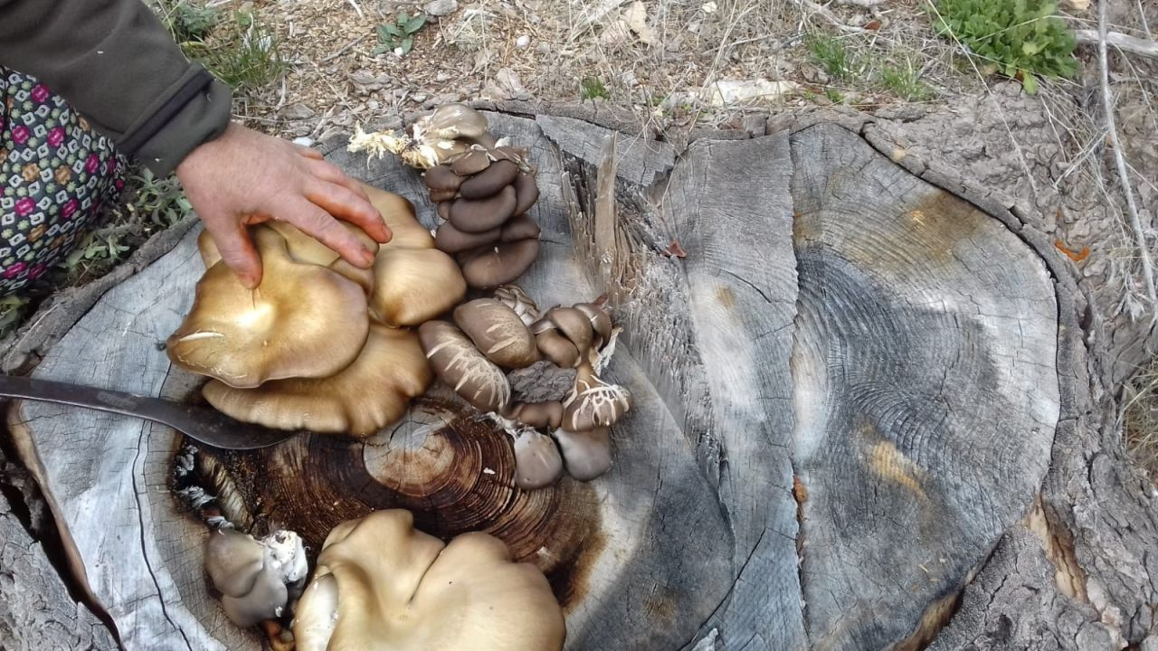 Antalya'da kökünden toplayıp satıyorlar geçim kaynağı oldu! Kilosu bakın ne kadar