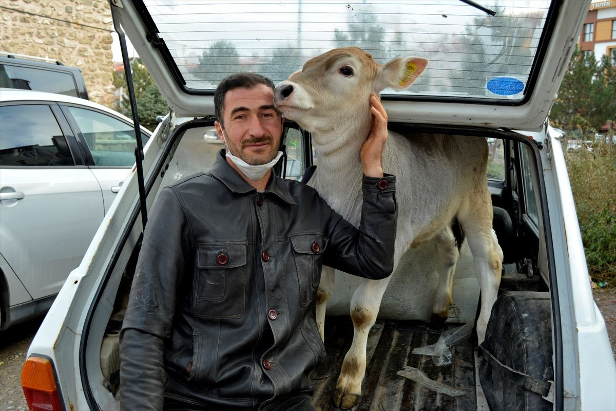 Sivas'ta 18 yıl sonra ikinci dana Ferhat vakasıı