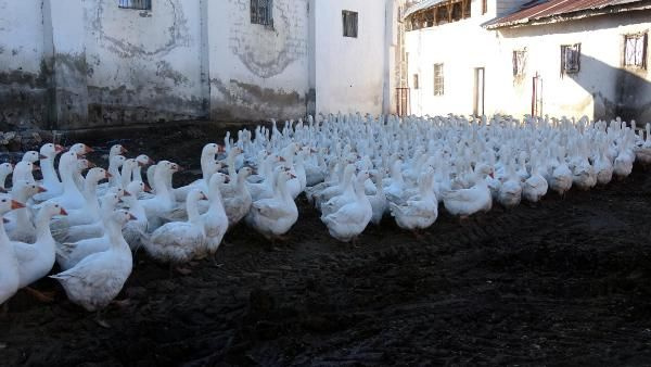 Maliyeti yüzde 97 azalttı! Van'da siyasal mezunu paraya para demiyor