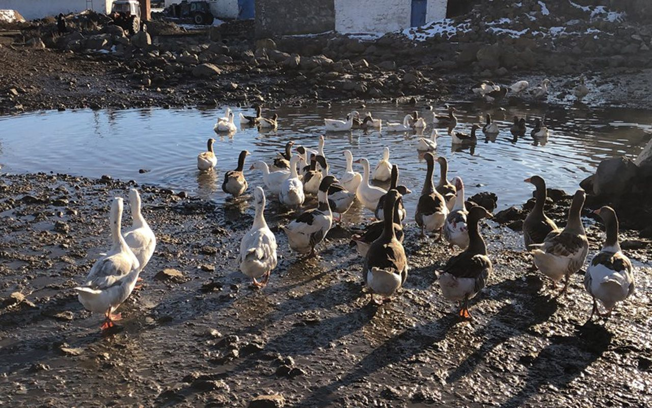 Kesilen kazlar direklerde kurutuluyor Kars'ta paraya para demiyorlar