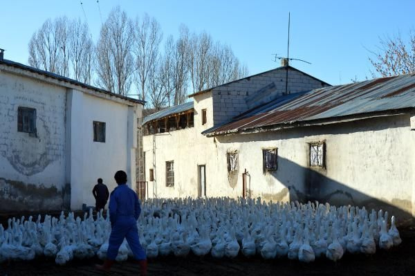 Maliyeti yüzde 97 azalttı! Van'da siyasal mezunu paraya para demiyor