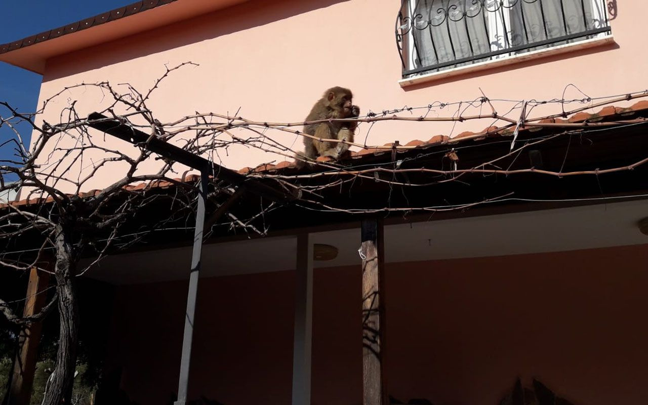 İzmir'de işçiler gördüğüne inanamadı! Başıboş maymun böyle görüntülendi