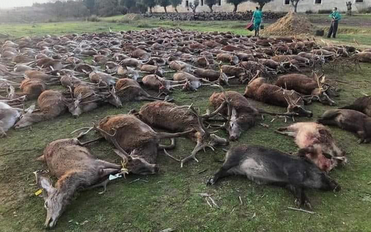 Portekiz'de İspanyol avcılar 540 vahşi geyiği iki günde öldürdü
