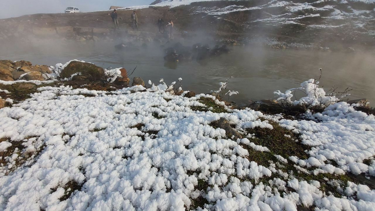 Bitlis'te mandalar eksi 20 derecelik havada kaplıcanın sıcak suyunda keyif sürüyor