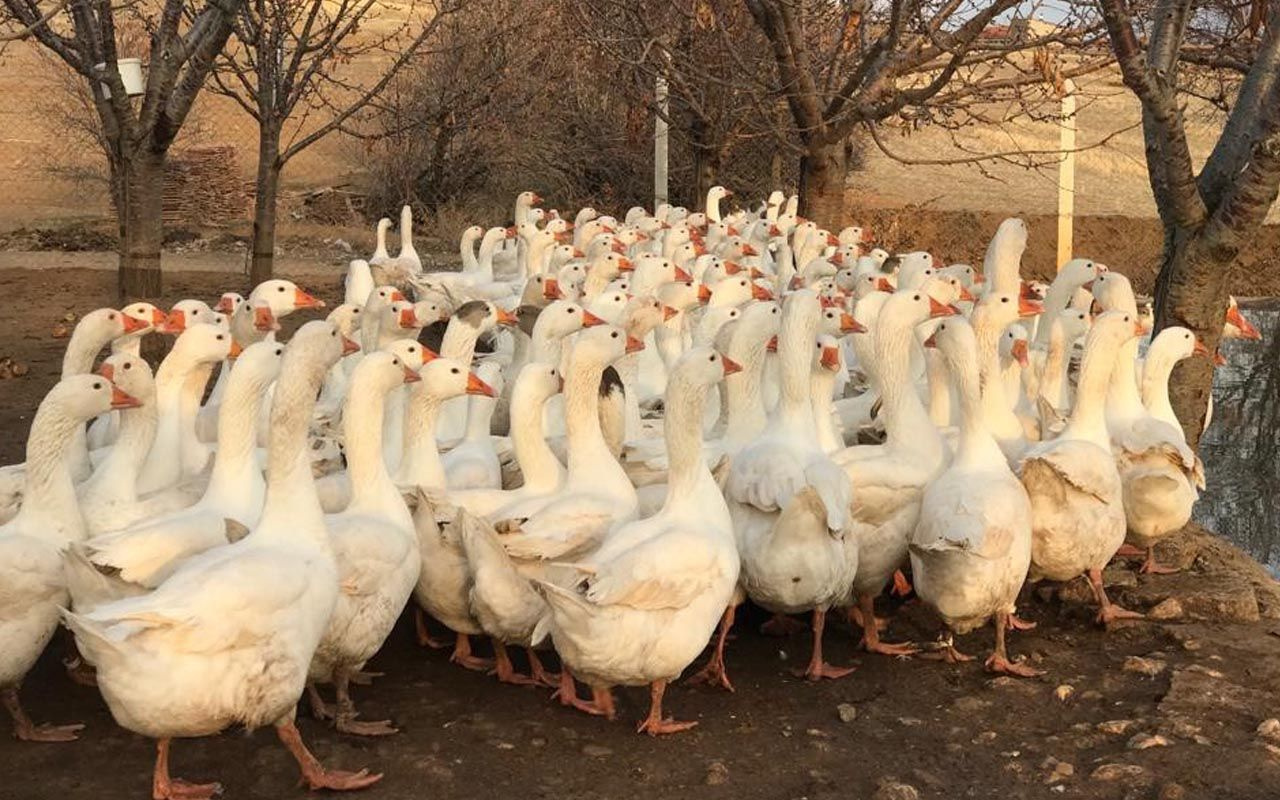 Kırıkkale'de tavsiye üzerine başladı paraya para demiyor! Yıllık kazancı dudak uçuklattı