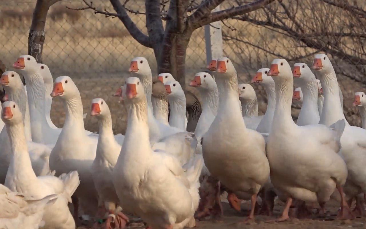 Kırıkkale'de tavsiye üzerine başladı paraya para demiyor! Yıllık kazancı dudak uçuklattı