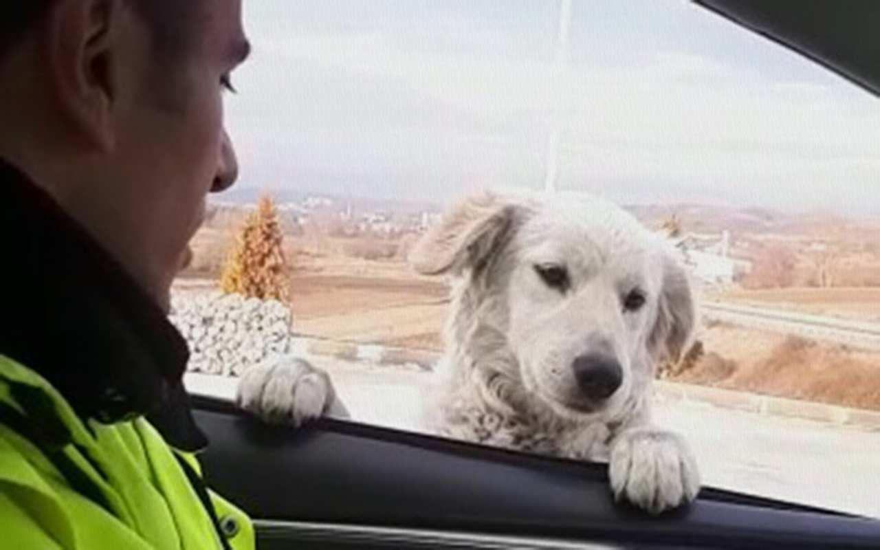 Samsun'da trafik polisinden sevimli köpeğe gülümseten soru