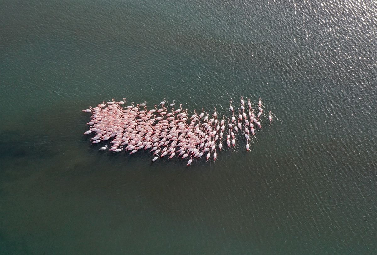İzmir'de belgesellik görüntüler: Flamingolar görsel şölen sundu