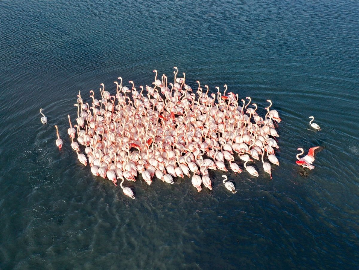 İzmir'de belgesellik görüntüler: Flamingolar görsel şölen sundu