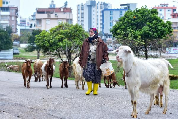 Antalya'da inanılmaz görüntüler! 'Şehirdeki çoban' Menşure Teyze lüks semtte çobanlık yapıyor