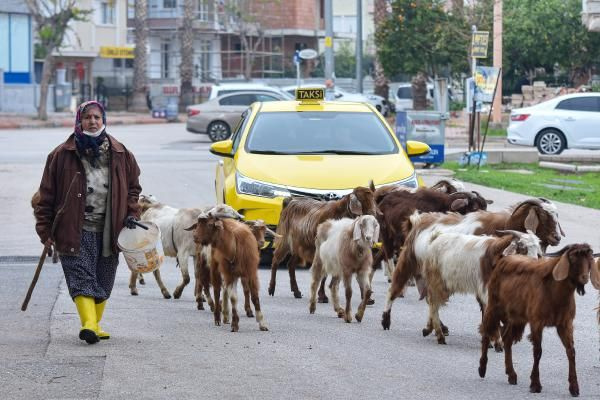 Antalya'da inanılmaz görüntüler! 'Şehirdeki çoban' Menşure Teyze lüks semtte çobanlık yapıyor