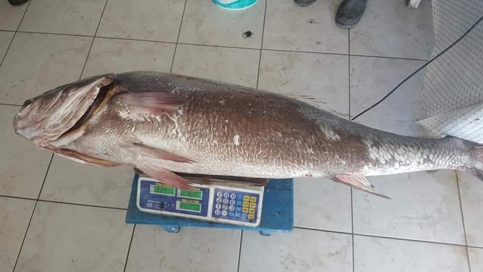 Muğla'da insan boyundaki levrek balığını gören şaştı kaldı bakın kaç kilo geldi?