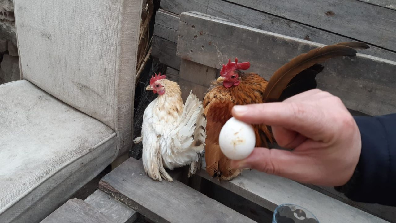 Bu tavuklar çok özel! 300 gram tavuğunun çifti bin lira yumurtası 20 lira