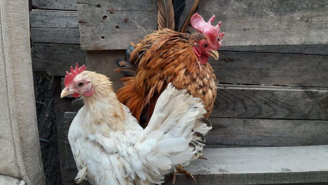 Bu tavuklar çok özel! 300 gram tavuğunun çifti bin lira yumurtası 20 lira