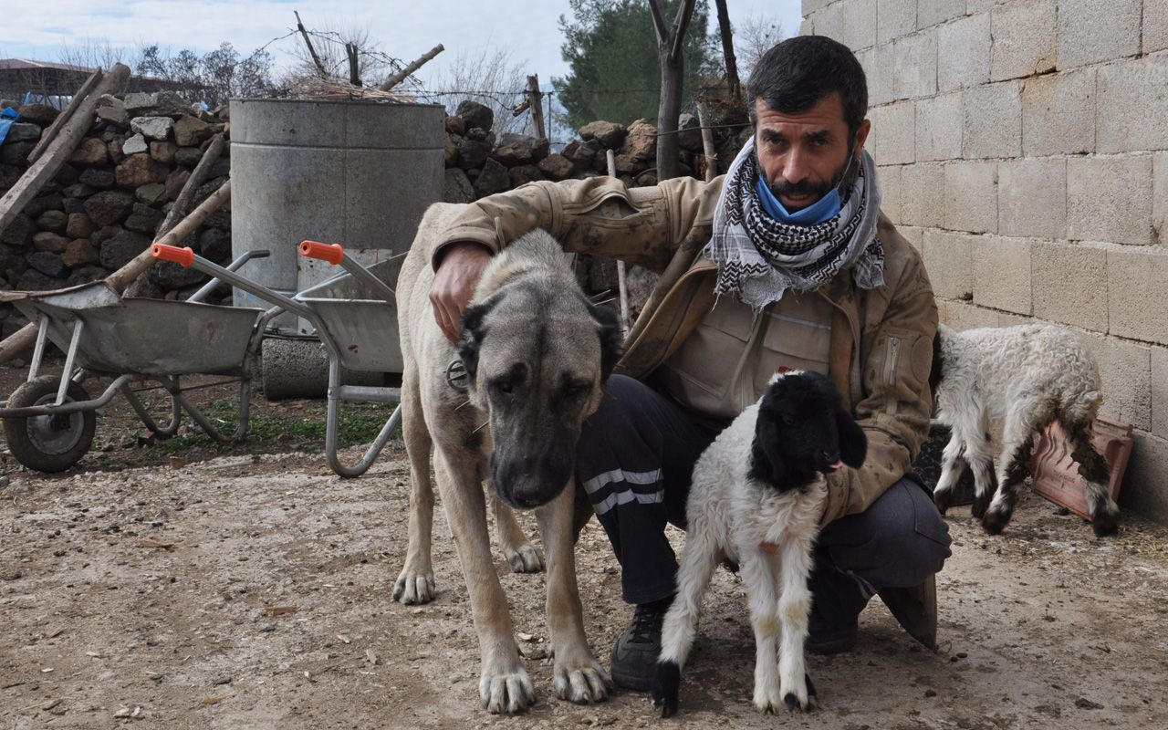 Gaziantep'te kuzuyu emziren kangal köpeğinin annelik şevkati