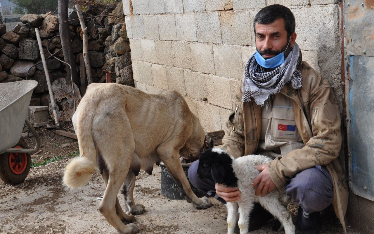 Gaziantep'te kuzuyu emziren kangal köpeğinin annelik şevkati