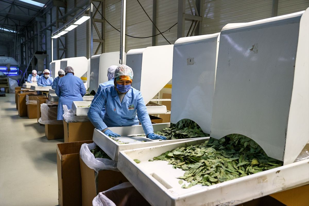 Türkiye'nin baharat ihracatı 200 milyon doları aştı