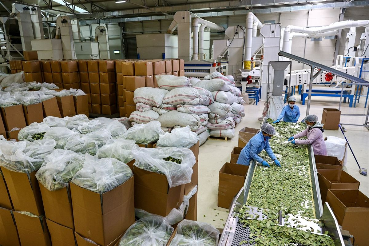 Türkiye'nin baharat ihracatı 200 milyon doları aştı