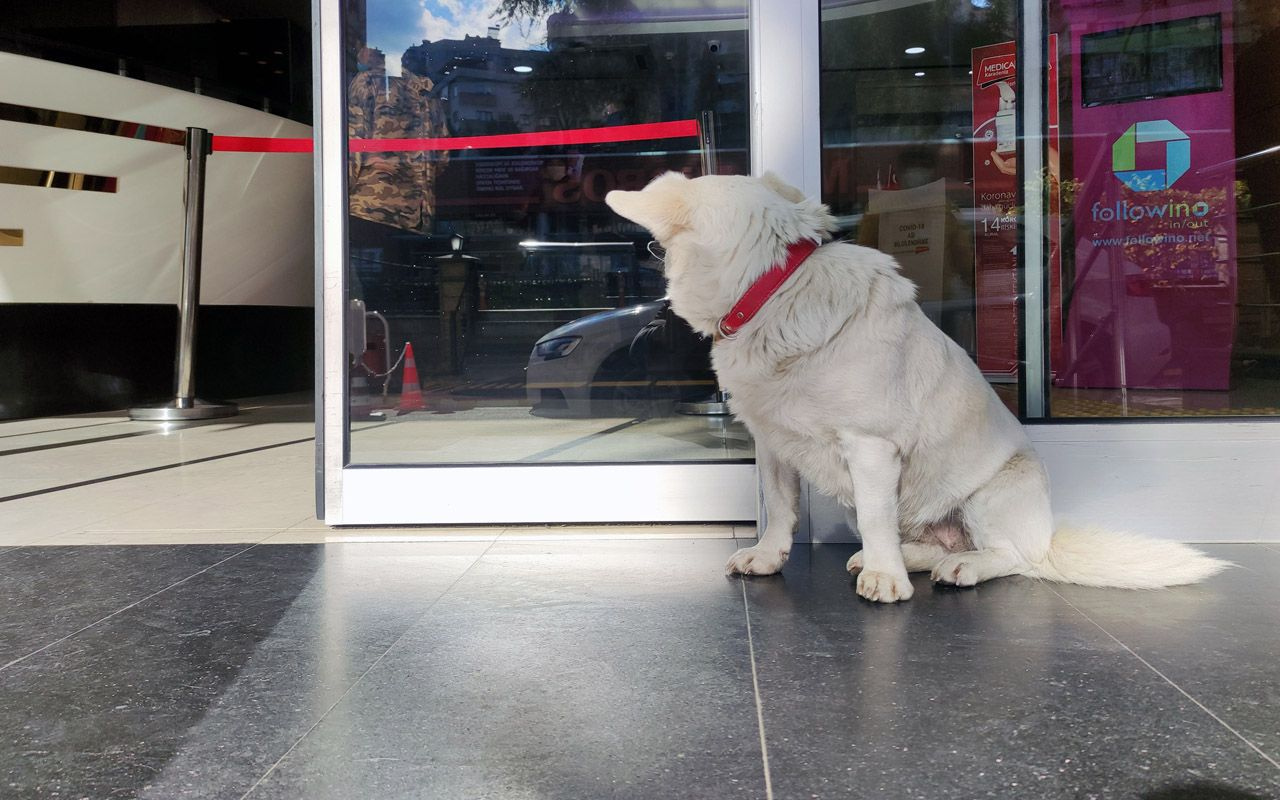 Trabzon'da ambulansı takip eden köpek 5 gündür sahibini hastane kapısında bekliyor