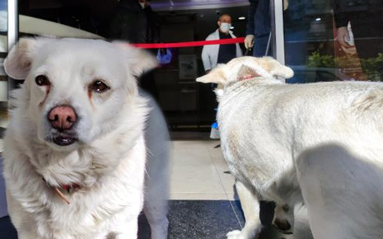 Trabzon'da ambulansı takip eden köpek 5 gündür sahibini hastane kapısında bekliyor