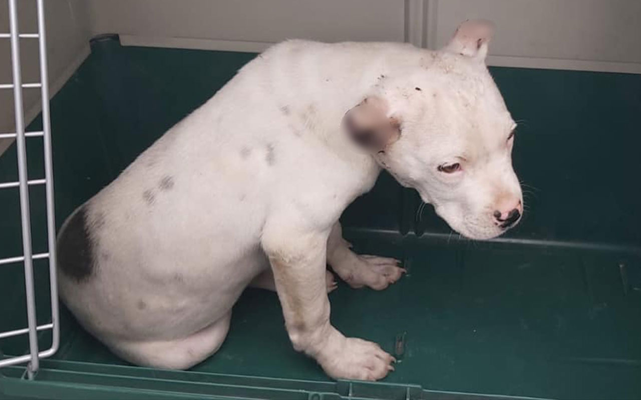 Iğdır'da 'Pitbull' cinsi köpeğin kulaklarını kestiği iddia edilen sahibine para cezası