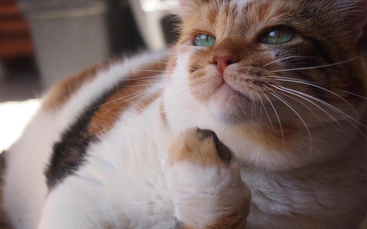 İstanbul'da Türkiye'nin en meşhur kedisi yaptıklarıyla olay oldu! Kitabı bile yazıldı