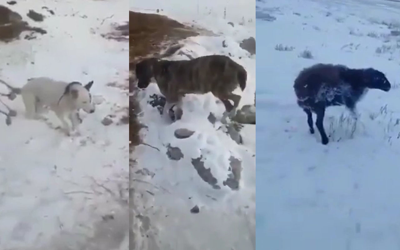 Kazakistan'da hayvanlar yürürken dondu! Eksi 51 derecede dehşete düşüren görüntüler