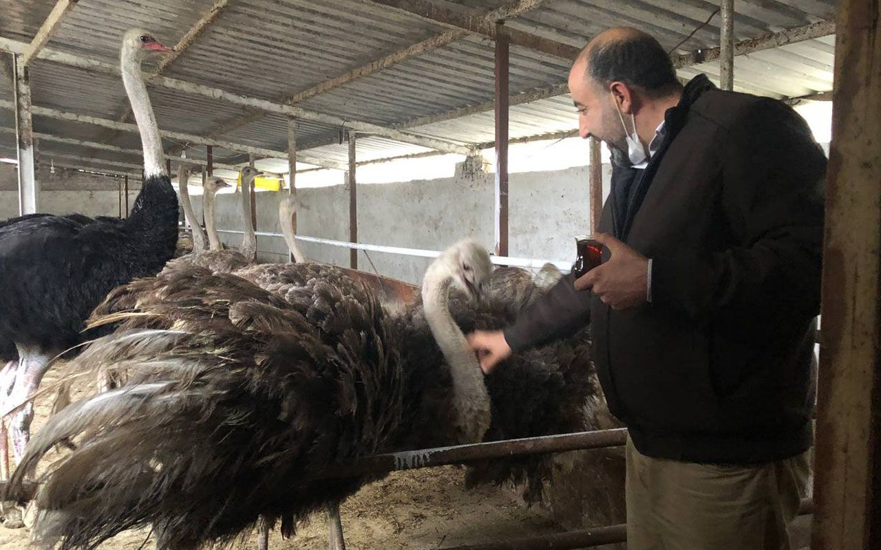 Türkiye İsrail'i geçsin istedi! Lübnanlı profesör Sakarya’ya deve kuşu çiftliği kurdu