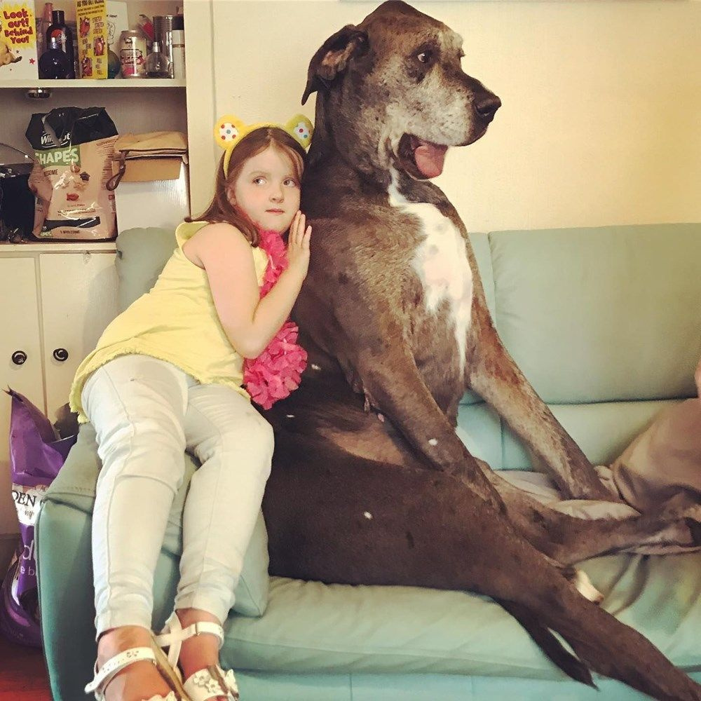 Freddy 'Dünyanın en uzun köpeği' unvanına sahipti! 8 yaşında hayatını kaybetti
