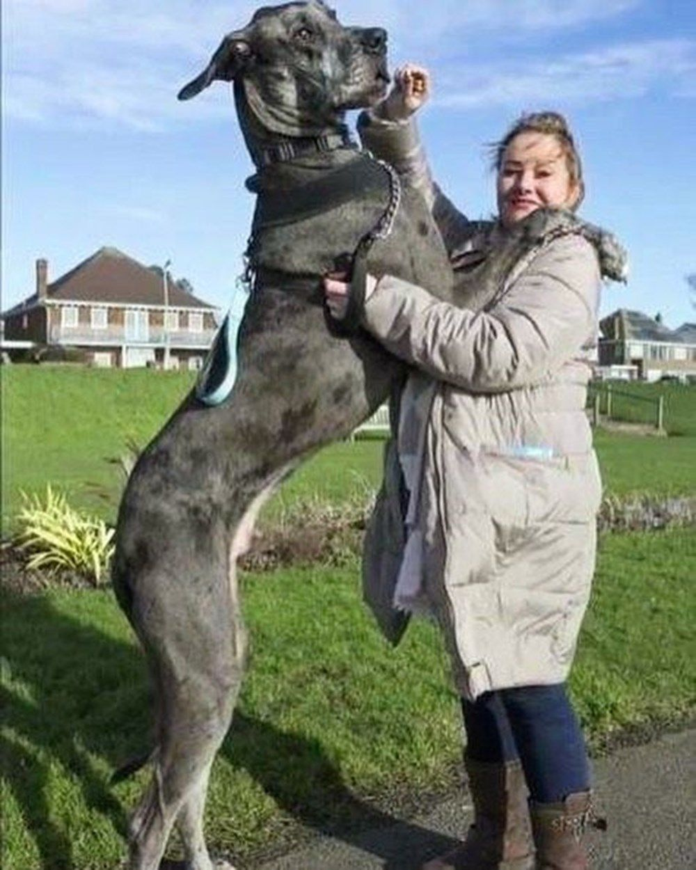Freddy 'Dünyanın en uzun köpeği' unvanına sahipti! 8 yaşında hayatını kaybetti