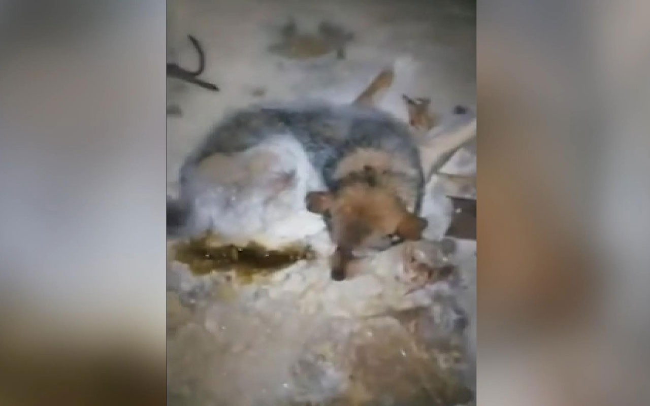 Rusya'da -54 derecede buz tutan köpek böyle kurtarıldı