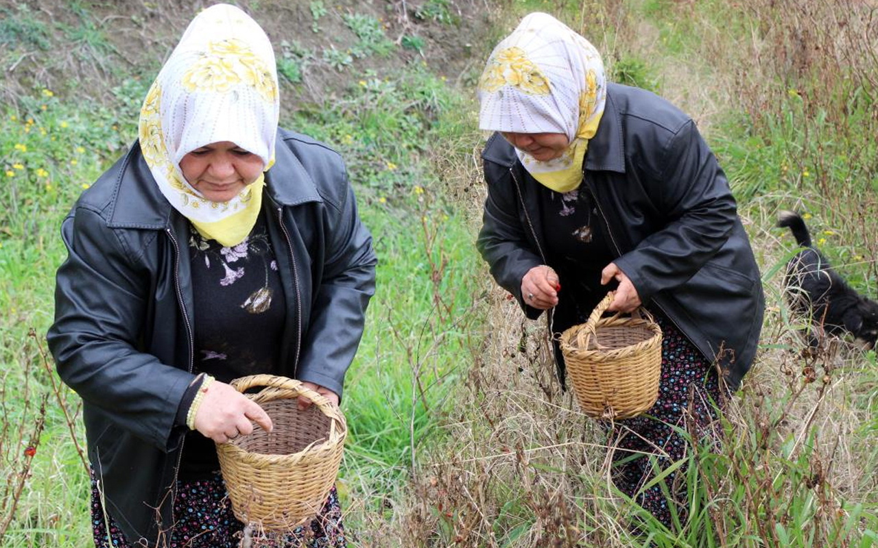 Hatay'da yılana ve cadıya benzeyen biberi görünce dehşete düştü