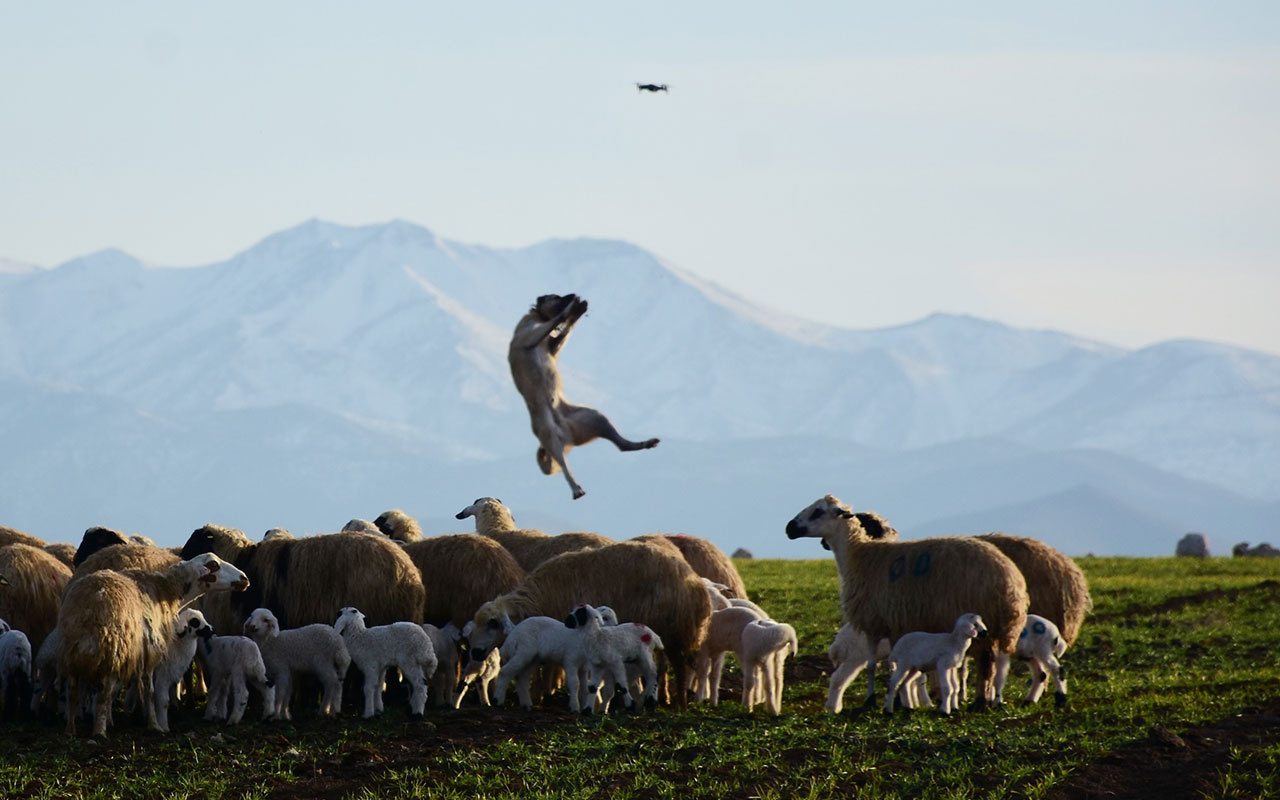 Sivas kangalı uçtu 5 metre yüksekteki dronu havada kaptı işte o anlar