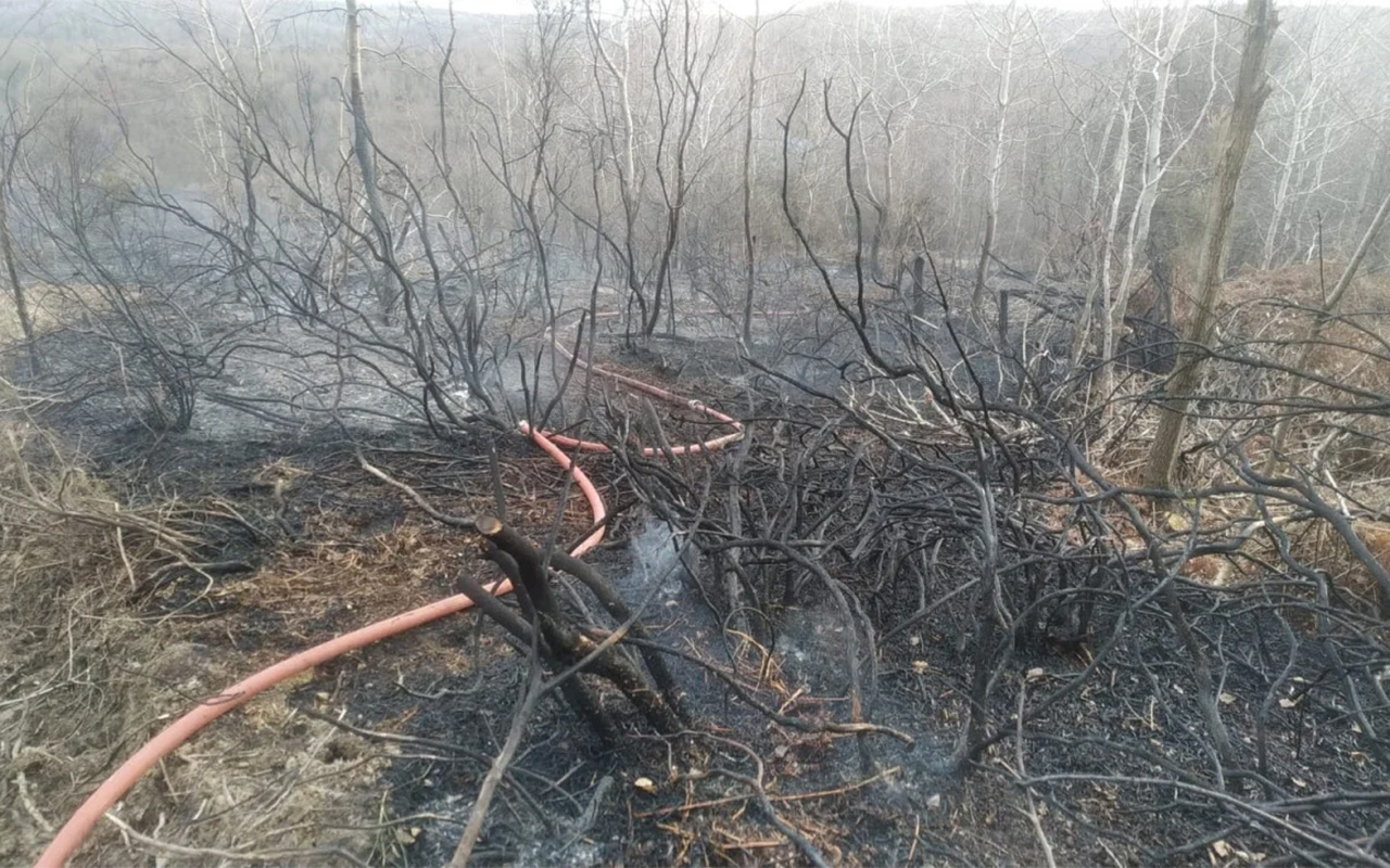 İstanbul Beykoz'da orman yangını çıktı